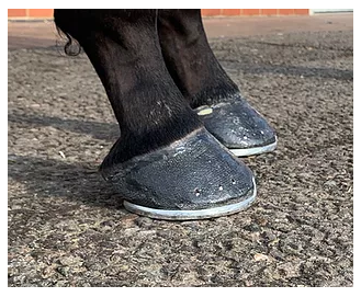 Hoofcast 4"