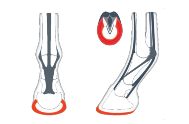 ACR 100 Wide-Webbed shoe