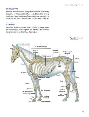 Farriery Skills &amp; Knowledge